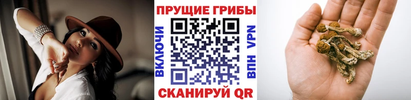 Псилоцибиновые грибы Psilocybine cubensis  Купить  Карачев 